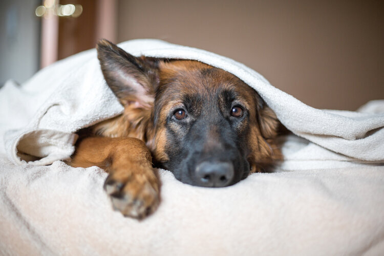 Sheddless Treatment For Your Dog