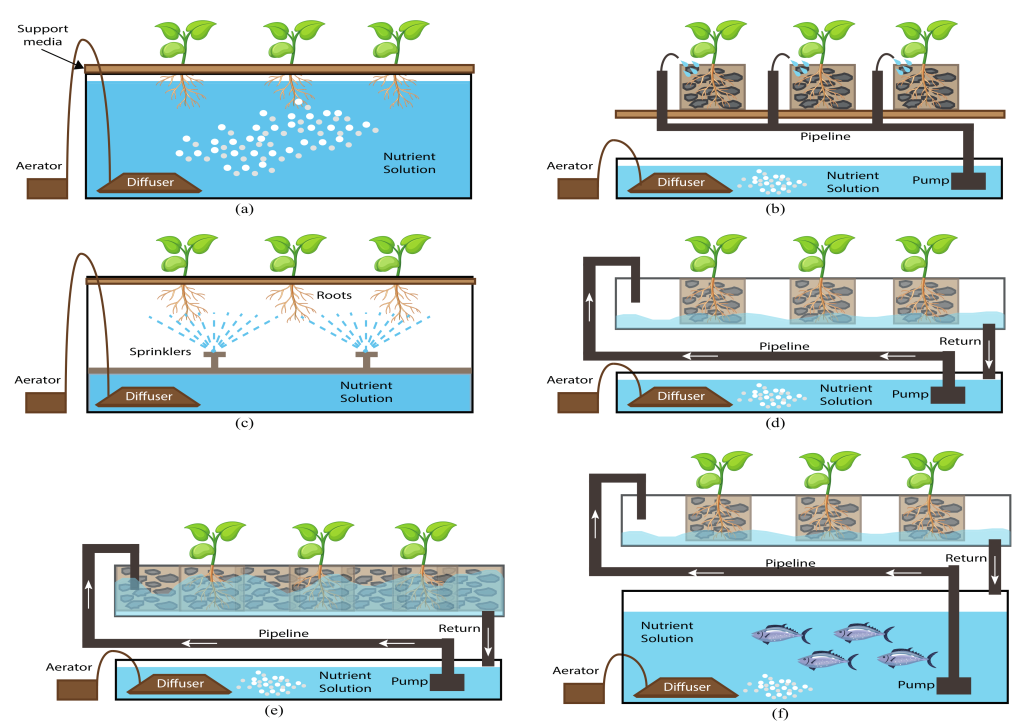 What is the Process of Hydroponics?