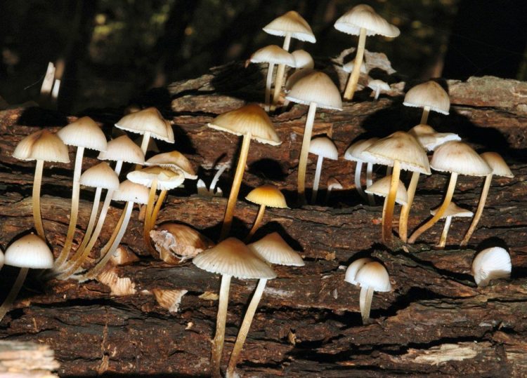 Unveiling the Wonders of Organically Grown Magic Mushrooms